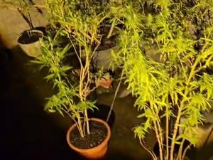 Pot Rumah Jadi Ladang Ganja Gegerkan Warga Plosoklaten Kediri