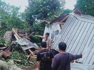 Rumah Warga Sangeh Porak-poranda Tertimpa Pohon Mangga, Kerugian Rp 50 Juta