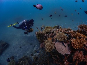 Terumbu Karang Teluk Pemuteran Pulih, Cuan Datang