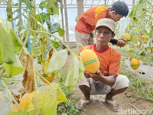 Cuan Belasan Juta Rupiah dari Manisnya Golden Melon Lumajang