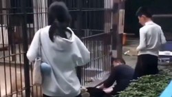 Mengerikan! Bocah Diserang Singa karena Berdiri di Area Terlarang