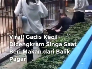 Insiden Horor Anak 10 Tahun Diterkam Singa di Kebun Binatang