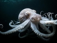 Bukan Kera, Makhluk Ini Penguasa Bumi Setelah Manusia Punah