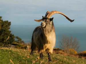 Ternyata Ada Kambing Langka Sejak Dulu, Kerabat Kambing Zaman Perunggu