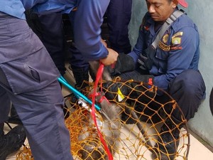 Monyet Liar Nyasar ke Depot Isi Ulang Air, Damkar Turun Tangan