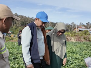 Bupati Lutra Tinjau Pertanian Kentang di Rongkong, Panen 20 Ton per Hektare