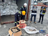 Modus Penyelundupan Sisik Trenggiling, Kelabui dengan Mi Instan