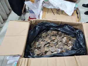 Pelaku Penyelundupan Samarkan 3 Ton Sisik Trenggiling dengan Mi dan Teripang