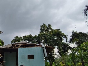 Hujan Angin Terjang Buleleng, Pohon Tumbang di Mana-mana