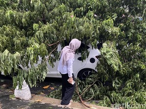 Brak! Pohon Tumbang Timpa Mobil-Lapak di Daerah Suratmo Semarang