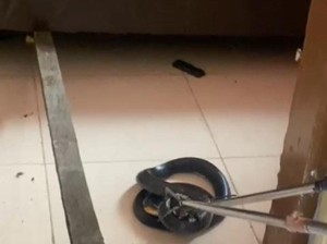 Ngeri! Ular Kobra 2 Meter Ngumpet di Bawah Kasur Warga di Gorontalo