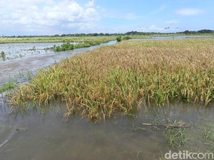 20 Hektare Sawah di Lumajang Terendam Banjir