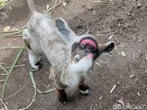 Penjelasan Dokter Hewan soal Kambing Bermata Satu di Jember