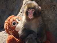 Monyet Punch Mulai Tinggalkan Boneka Orangutan, Ada Apa?