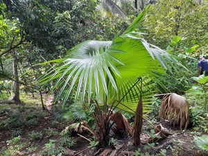 Tradisi Lebaran Ketupat dari Gorontalo: Bagi-bagi Dodol Dibungkus Daun Woka