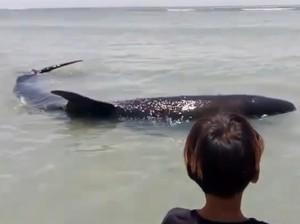 Ikan Paus 5 Meter Penuh Luka Terdampar di Pantai Palippis Polman