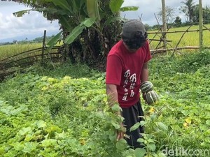 Petani Blewah Lumajang Raup Untung Belasan Juta Saat Ramadan