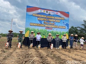Kalsel Butuh 300 Ribu Ton Jagung per Tahun, Tala Bakal Jadi Sentra Jagung