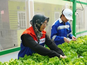 Urban Farming Kembangkan Usaha Sayur di Kampung Atas Air