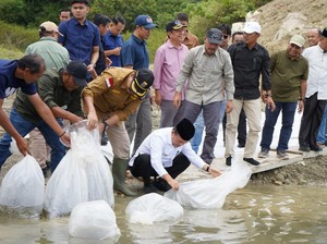 Perkuat Ekosistem, 10 Ribu Benih Ikan Ditebar di Danau Kerinci Jambi