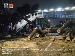 Pohon Besar di Jaksel Tumbang Timpa Pemotor hingga Meninggal Dunia