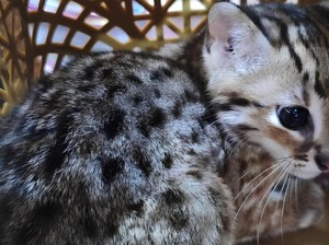 Kucing Kuwuk, Predator Imut Berjuluk Harimau Pembunuh Ayam yang Dilindungi