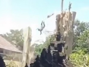 Salah Ikat Tali, Penebang Pohon di Badung Tewas Terempas dari Ketinggian