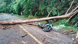 ASN Tewas Tertimpa Pohon Tumbang di Jalan Trans Flores Manggarai Timur