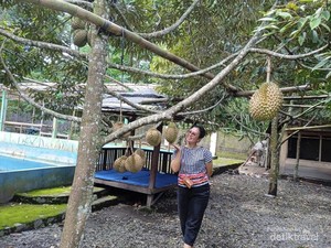 Keseruan Lebaran di Rumah Durian Pak Tukimin