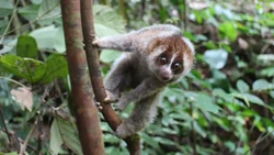 Mengenal Kukang Kalimantan, Primata yang Menggemaskan tapi Berbisa