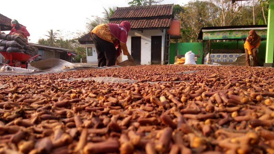 Panen raya petani cengkeh di Kecamatan Borobudur, Kabupaten Magelang, Jawa Tengah. (Istimewa)