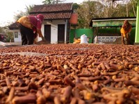Petani Cengkih Ingatkan Ancaman Harga Anjlok, Ini Penyebabnya
