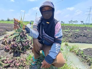 Harga Bawang Merah di Nganjuk Turun, Petani Pilih Simpan Jadi Bibit