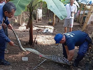 Ular Sanca 3 Meter Pasrah Ditangkap Usai Kekenyangan Mangsa Ayam