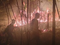 Penampakan Petugas Bencana Berjibaku Matikan Kebakaran di Aceh-Kaltara