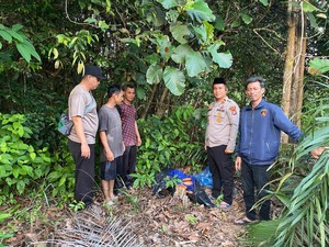 Kronologi Warga Bangka Temukan Ganja 5 Kg di Kebun Sawit Miliknya