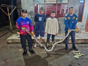 Sahur Mencekam di Rumah Badri, Kandang Ayamnya Disusupi Sanca 3 Meter