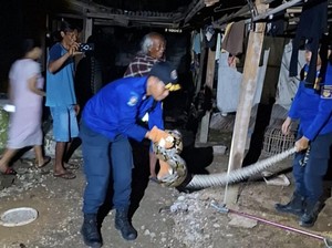 3 Teror Ular Piton Jumbo di Sukoharjo Hari Ini, Ada yang Mangsa 2 Ayam