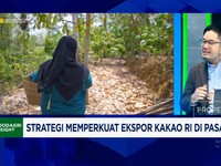Video: Genjot Produksi Biji Kakao, 240 Ribu H Kebun Direvitalisasi