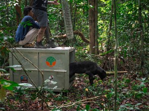 Sempat Terjerat Berbulan-bulan, Beruang Madu Azim Kembali ke Hutan Ketapang
