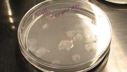 Peneliti Kembangkan Kornea Buatan dari Ikan Mas