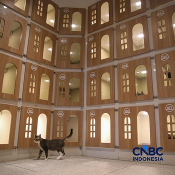 Hotel Khusus Kucing di Jakarta Ini Sudah Full Bookingan saat Lebaran