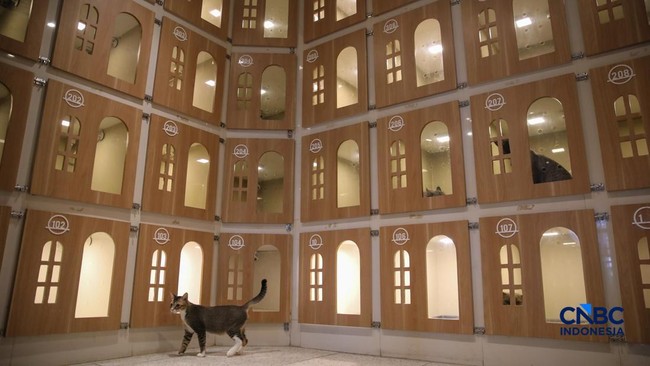 Hotel Khusus Kucing di Jakarta Ini Sudah Full Bookingan saat Lebaran