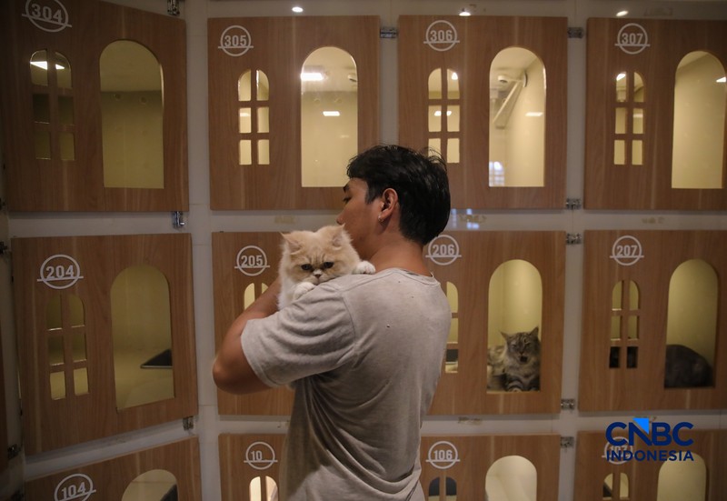 Cat Sitter merawat kucing peliharaan yang dititipkan di Arnamir Cat Hotel Cikajang, Jakarta, Jumat (13/3/2026). (CNBC Indonesia/Faisal Rahman)