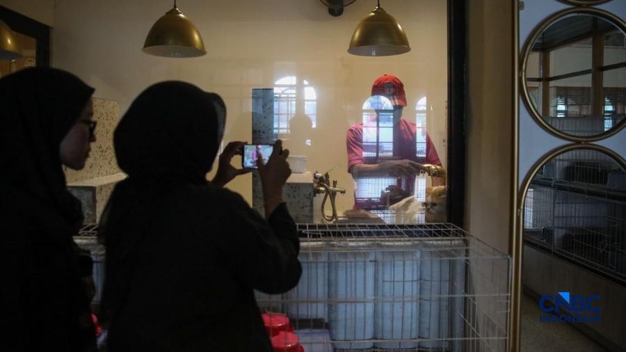 Cat Sitter merawat kucing peliharaan yang dititipkan di Arnamir Cat Hotel Cikajang, Jakarta, Jumat (13/3/2026). (CNBC Indonesia/Faisal Rahman)