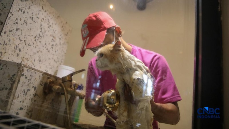 Cat Sitter merawat kucing peliharaan yang dititipkan di Arnamir Cat Hotel Cikajang, Jakarta, Jumat (13/3/2026). (CNBC Indonesia/Faisal Rahman)