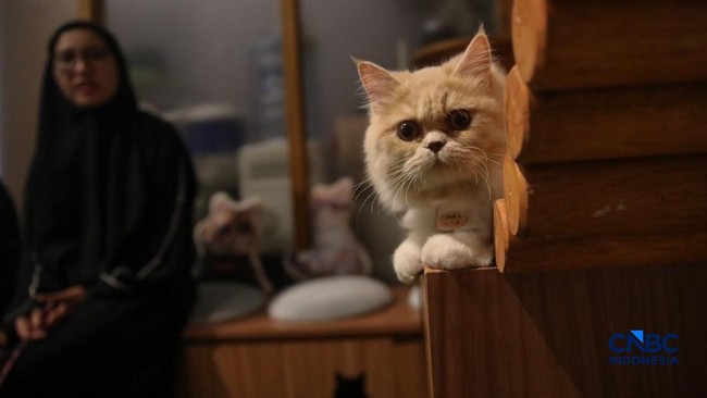 Alasan Kucing Peliharan Hidup Lebih Lama Jika Tak Dilepas Berkeliaran