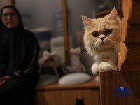 Alasan Kucing Peliharan Hidup Lebih Lama Jika Tak Dilepas Berkeliaran