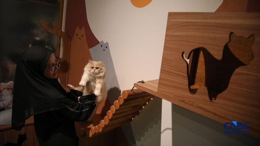 Cat Sitter merawat kucing peliharaan yang dititipkan di Arnamir Cat Hotel Cikajang, Jakarta, Jumat (13/3/2026). (CNBC Indonesia/Faisal Rahman)