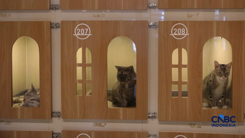 Cat Sitter merawat kucing peliharaan yang dititipkan di Arnamir Cat Hotel Cikajang, Jakarta, Jumat (13/3/2026). (CNBC Indonesia/Faisal Rahman)